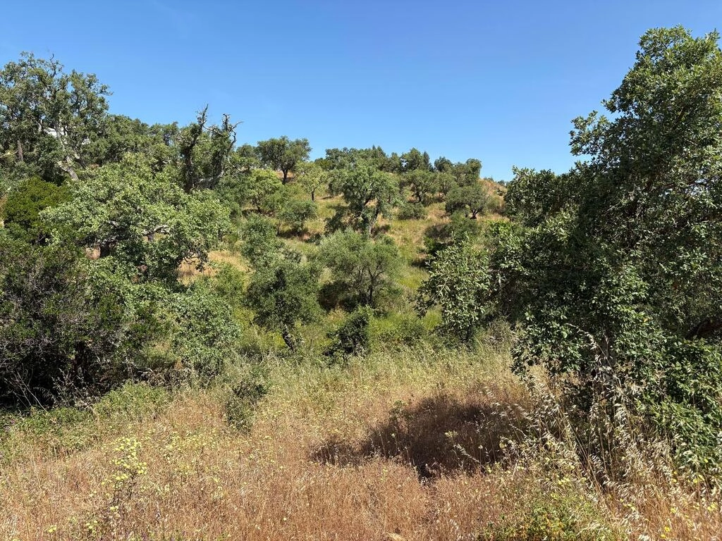 Land For Sale in Salir Land For Sale in Salir
