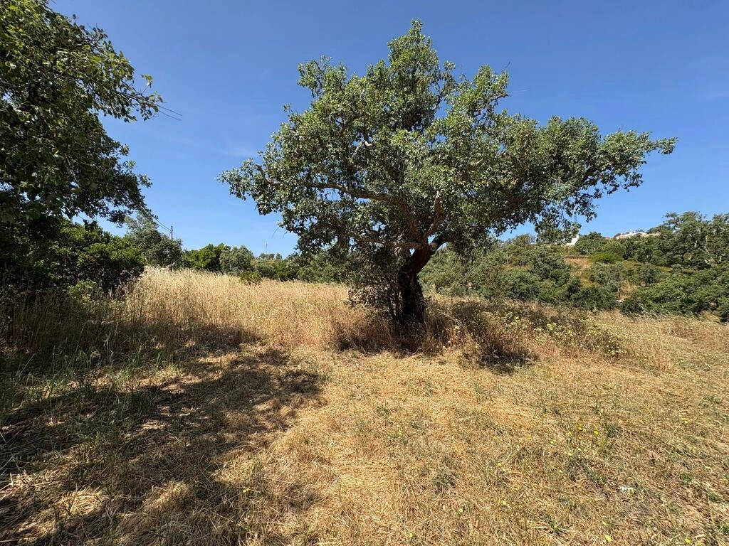 Land For Sale in Salir Land For Sale in Salir