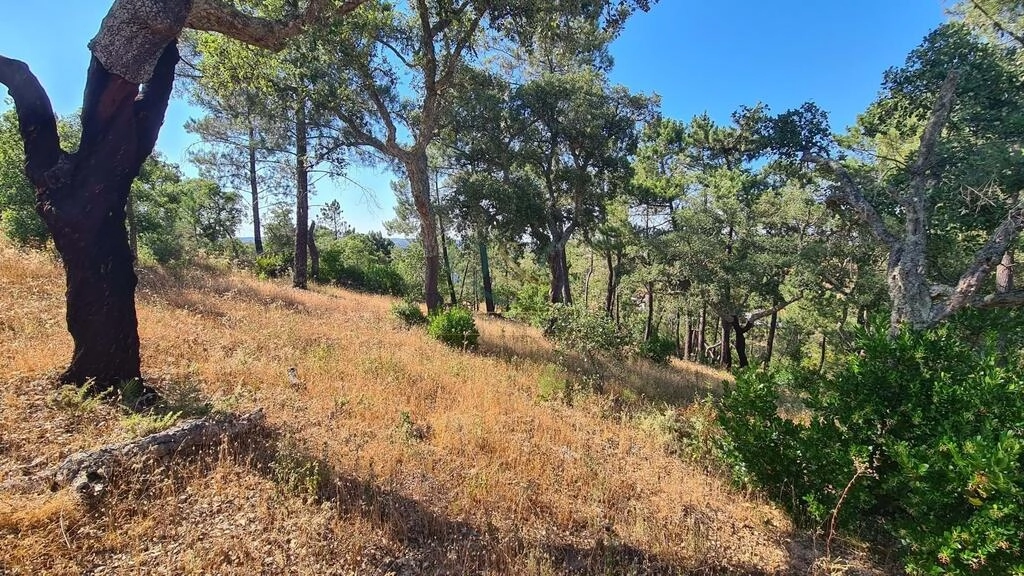 Land For Sale in São Brás de Alportel Land For Sale in São Brás de Alportel