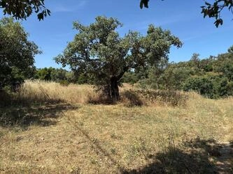Land For Sale in Salir