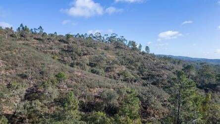 Land For Sale in São Brás de Alportel