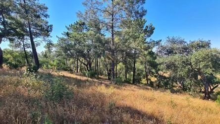 Land à venda em São Brás de Alportel