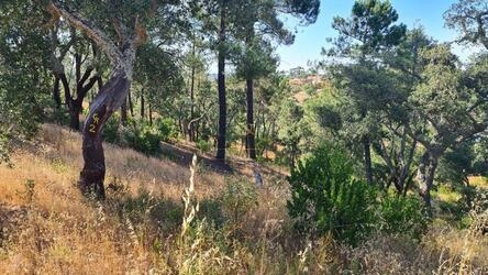Land à venda em São Brás de Alportel